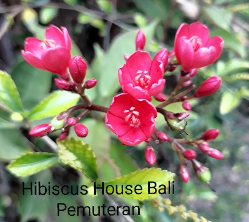 Hibiscus House Pemuteran Bali Hotel Exterior photo