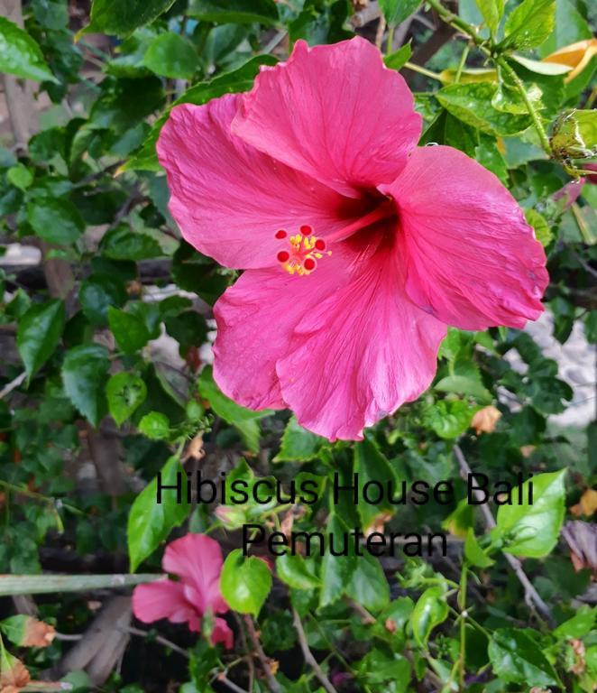 Hibiscus House Pemuteran Bali Hotel Exterior photo