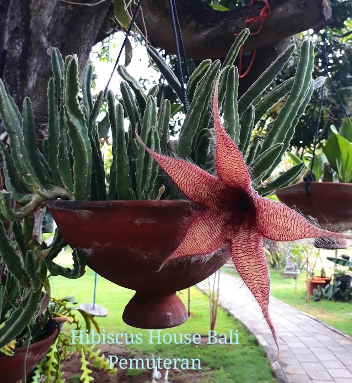 Hibiscus House Pemuteran Bali Hotel Exterior photo